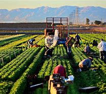 New Mexico WIC & Senior Farmers' Market app